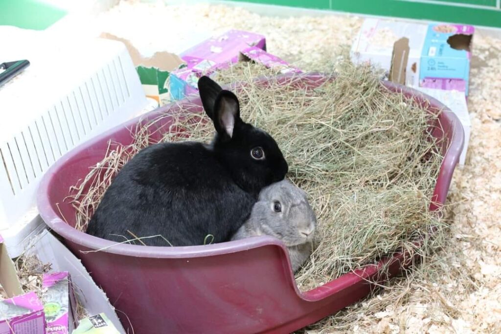 How do you house train an older rabbit?