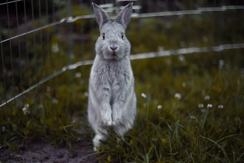 How to keep rabbits from digging out of pen