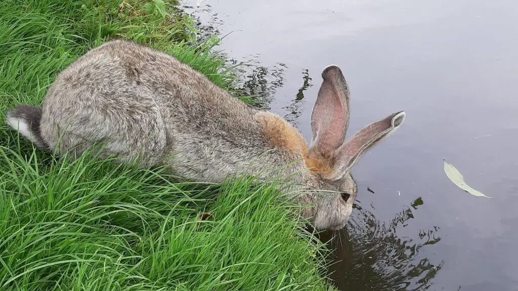 What can bunnies drink besides water?