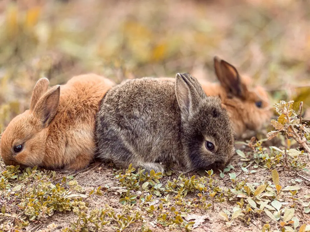 Cheapest way to feed rabbits