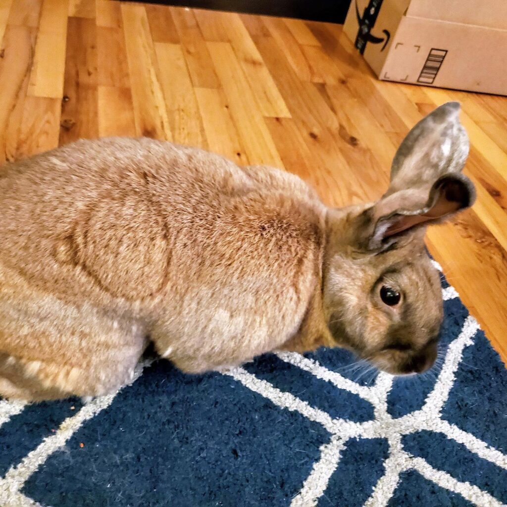 Ginger Cinnamon Rabbit