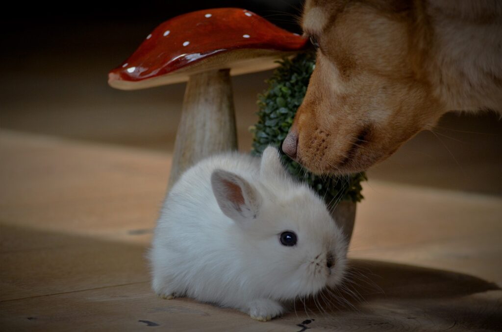 Do rabbits love their owners like dogs?