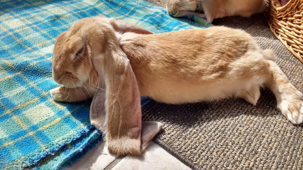 Ginger English Lop