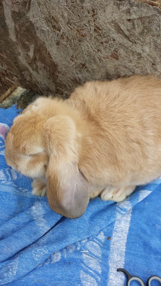Ginger French Lop