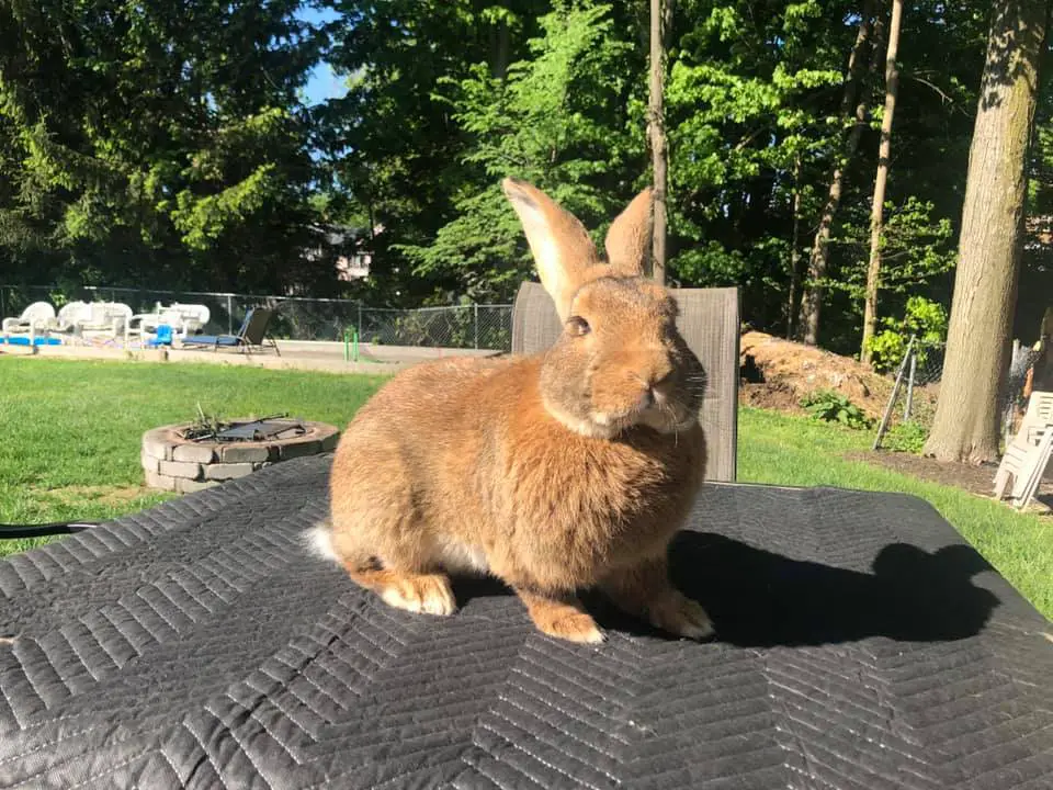 Ginger flemish Giant