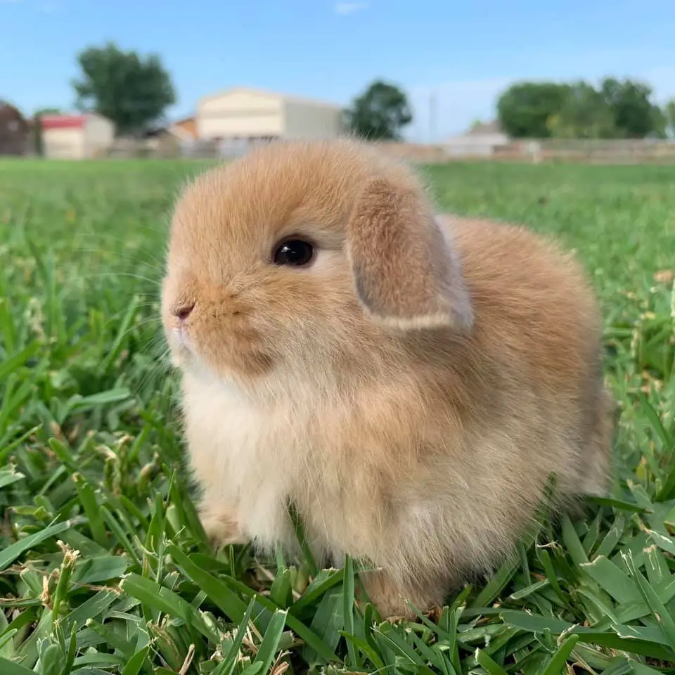 Ginger Holland lop