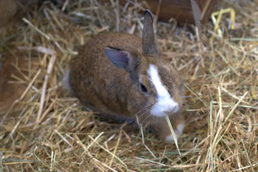 How to make hay for rabbits at home