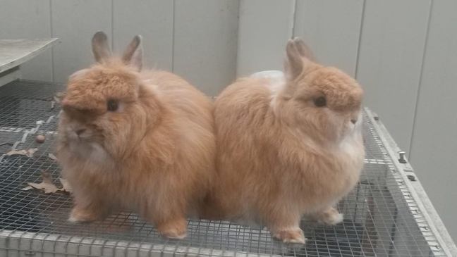 Ginger Jersey wooly rabbit