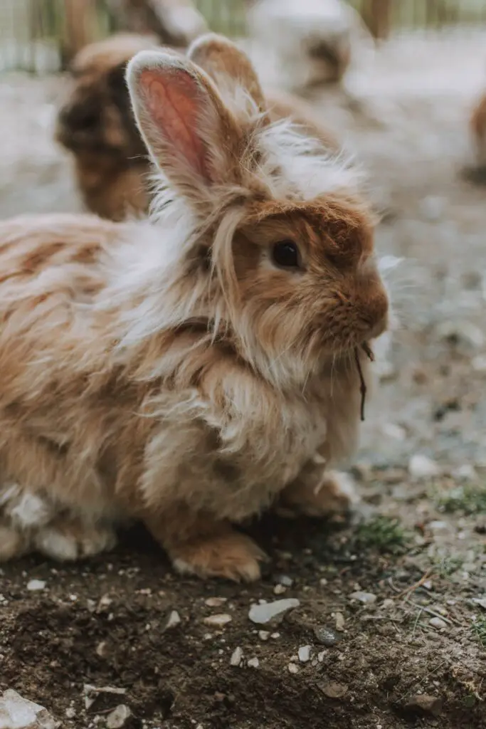 Ginger Lionhead rabbit