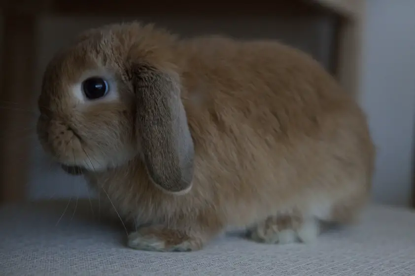 Ginger Mini lop