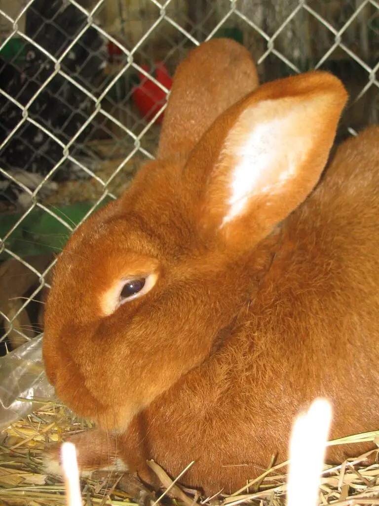 Ginger New Zealand rabbit