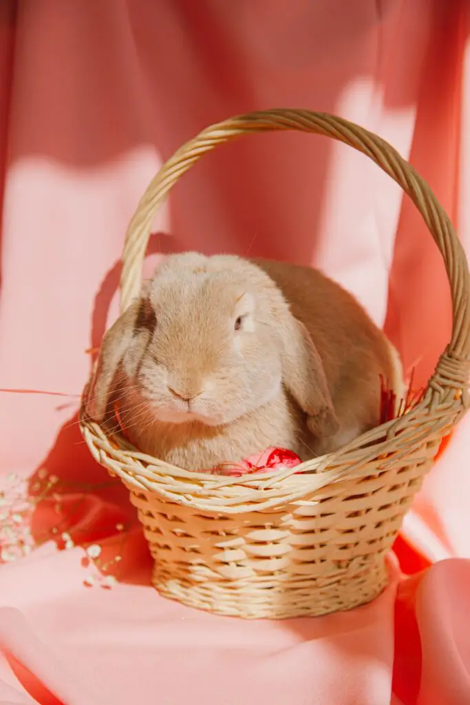 Ginger Palomino rabbit