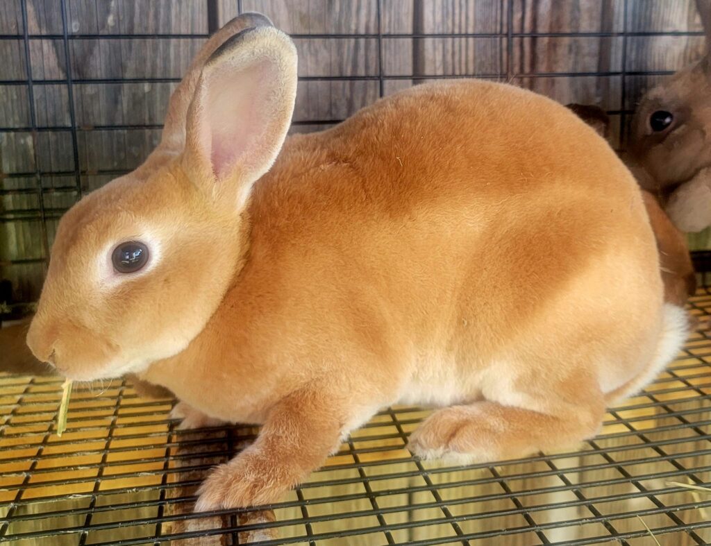 Ginger Rex rabbit