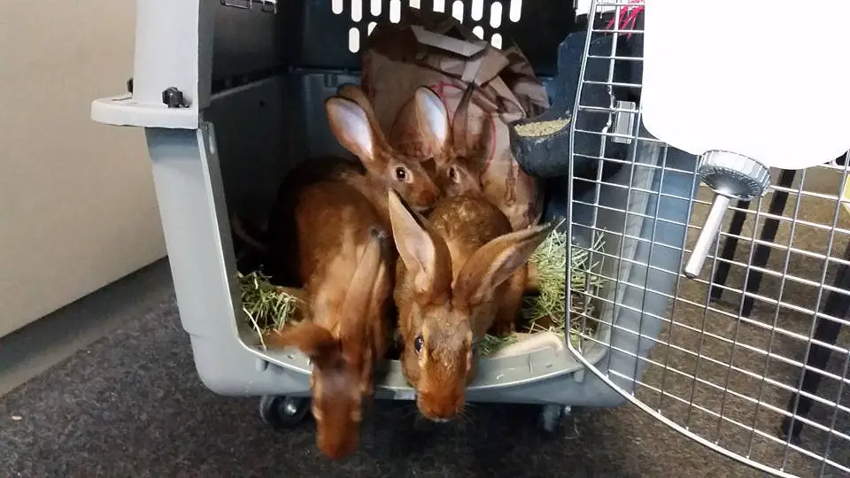 Ginger Belgian hare