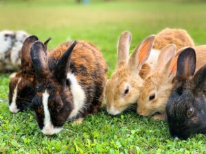 The importance of proper rabbit nutrition and diet